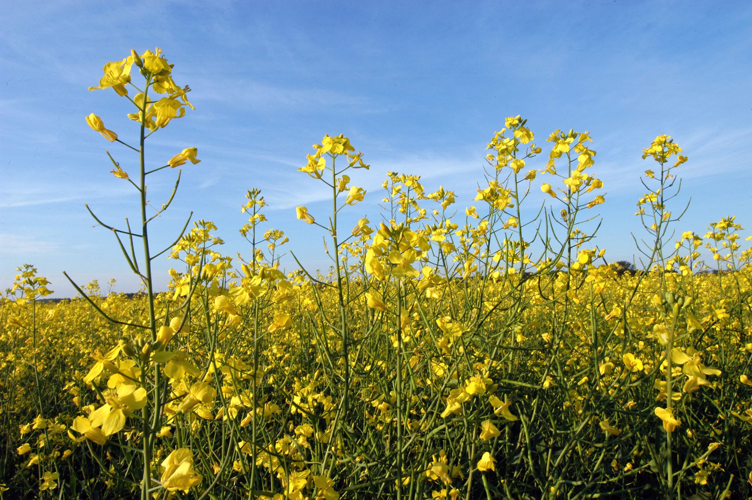 Canola field