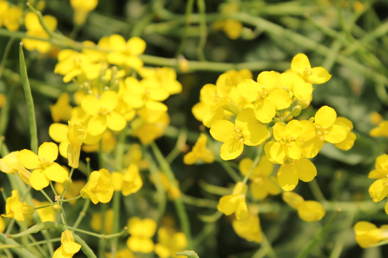 Canola flowers