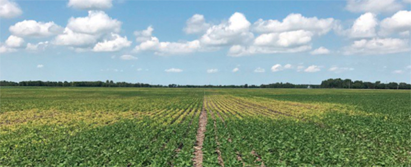 preventing Iron Deficiency Chlorosis in soybeans with Crop Nutrients
