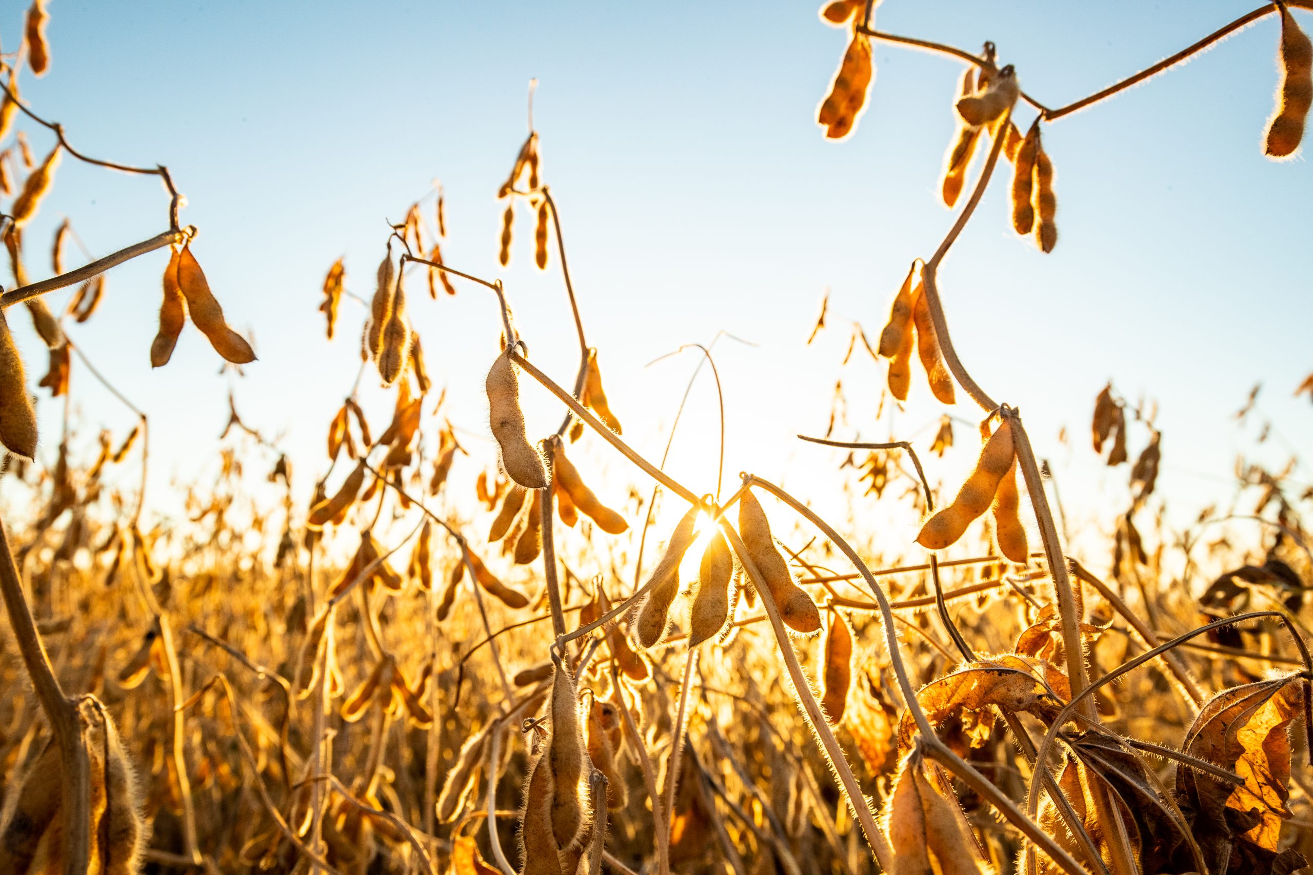 Soybeans in field