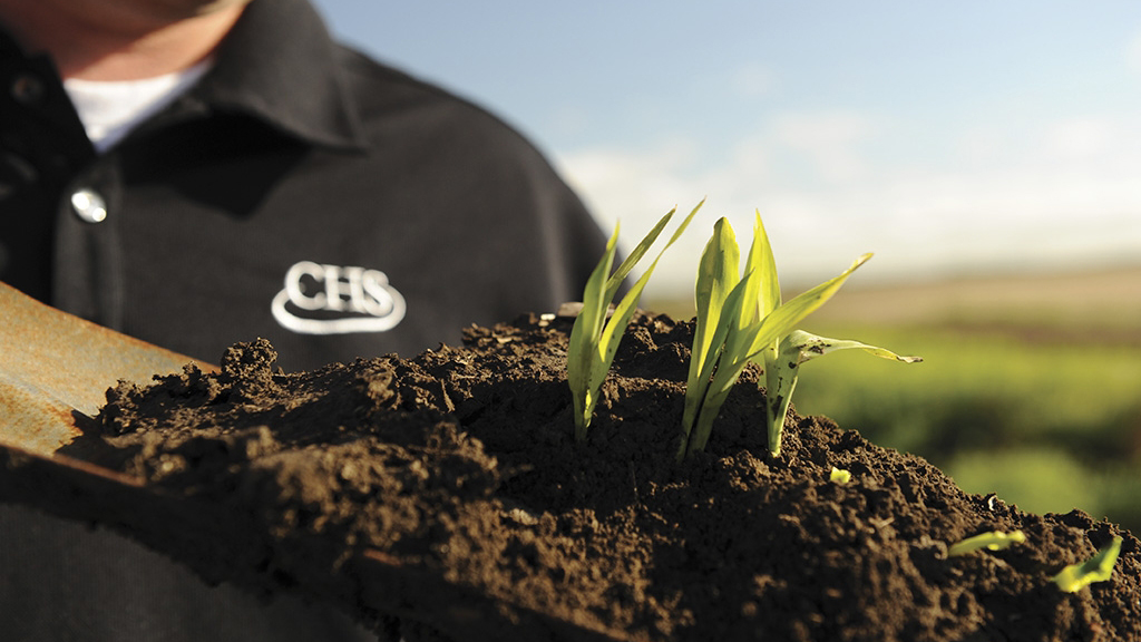 Man holding a trowel with soil and crop seedlings