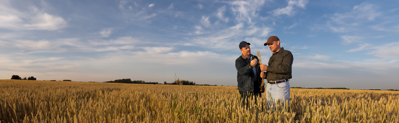 Two men standing in field checking wheat stalk