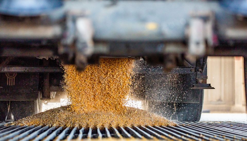 Unloading corn